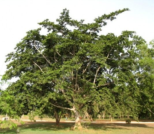 Анчар ядовитый, или Антиарис Токсикария (Antiaris toxicaria)