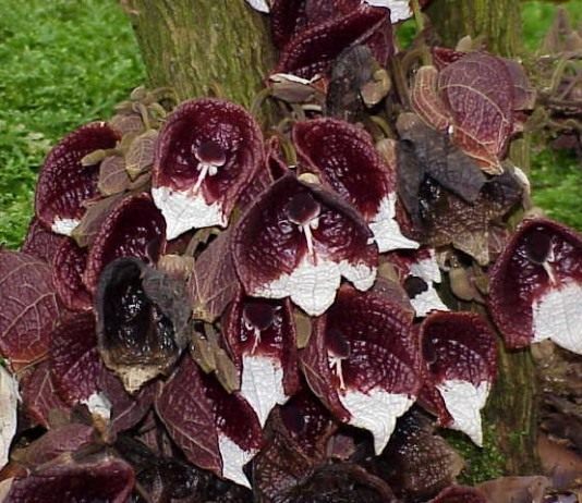 Ситцевый цветок Кирказона - Красивоцветущие Кирказон древовидный (Aristolochia arborea)
