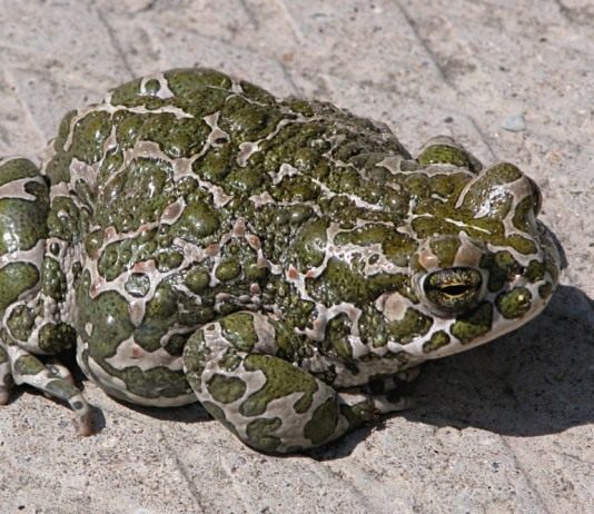 Зелёная жаба