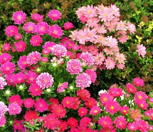 Астра однолетняя, или Каллистефус китайский (Callistephus chinensis)