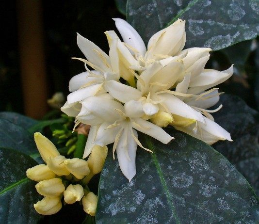 Кофейное дерево - Комнатные растения Кофе (Coffea)