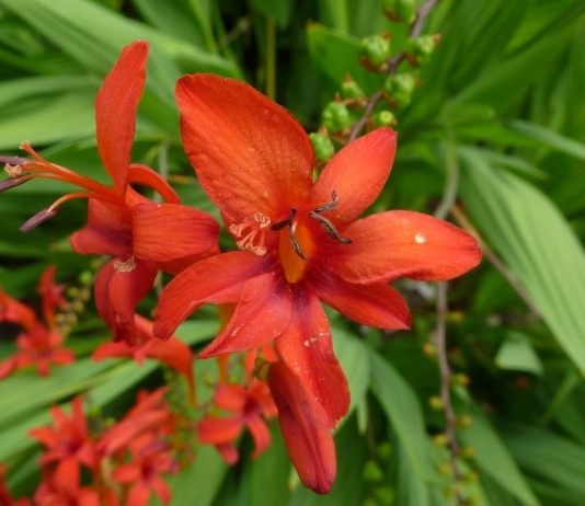 Монтбреция — Крокосмия - Цветник и ландшафт Крокосмия, или монтбреция