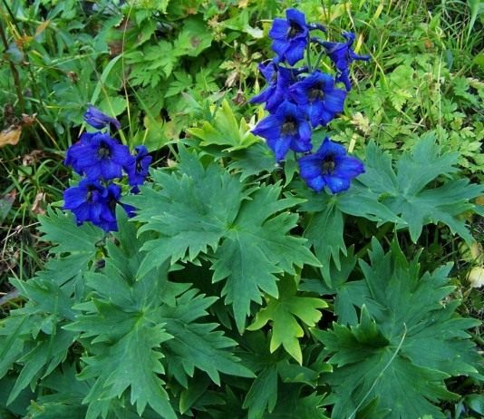 Дельфиниум (Delphinium)