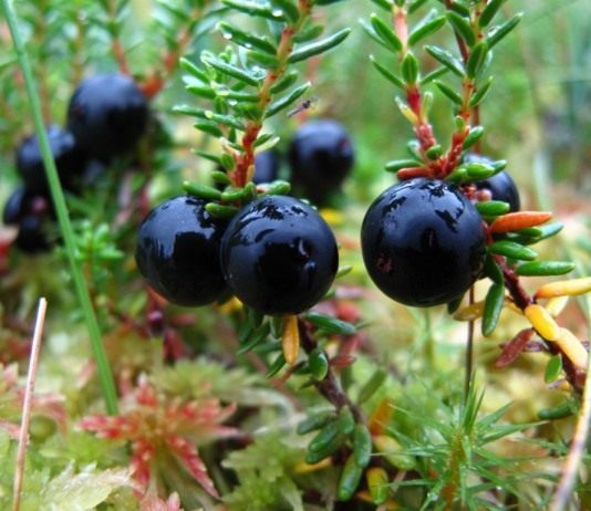 Водяника, или Шикша - Ягодник Водяника чёрная, или черноплодная, или шикша (Empetrum nigrum)