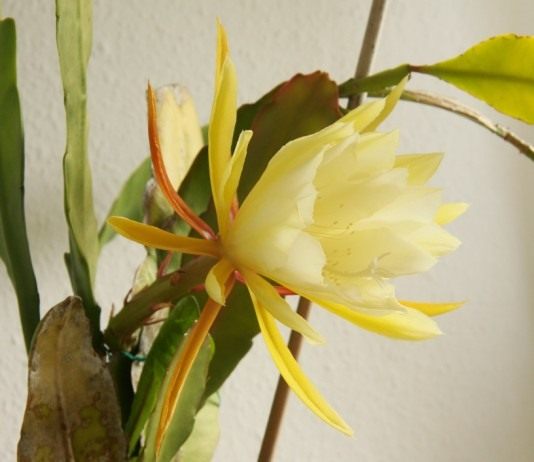 Эпифиллум (Epiphyllum)