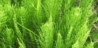 Хвощ полевой (Equisetum arvense)