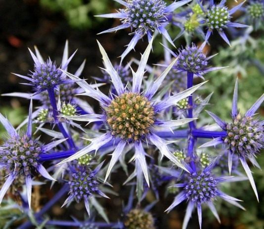 Синеголовник Бурта (Eryngium bourgatii), сорт "Picos Blue"