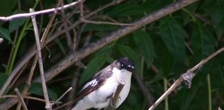 Мухоловка-пеструшка (Ficedula hypoleuca)