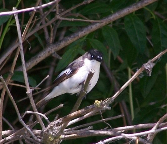 Мухоловка-пеструшка (Ficedula hypoleuca)