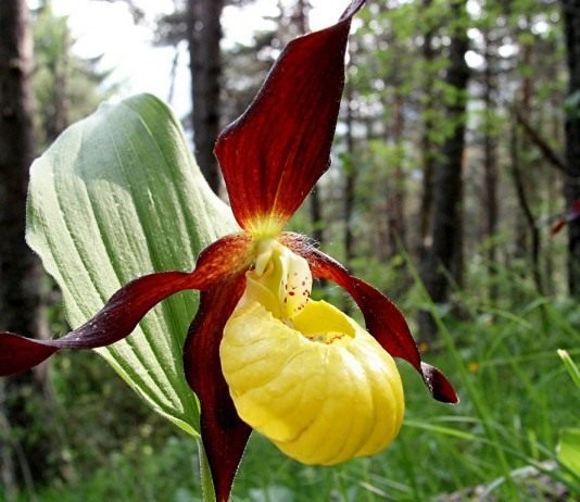 Венерин башмачок - Цветы многолетние Венерин башмачок (Cypripedium calceolus)
