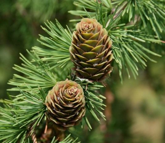 Лиственница (Larix)