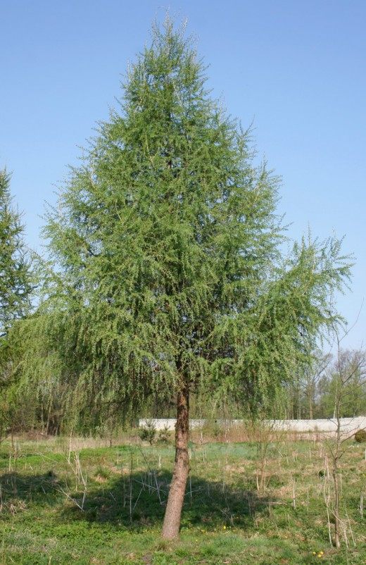 Лиственница (Larix)