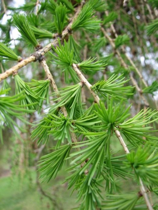 Лиственница (Larix)