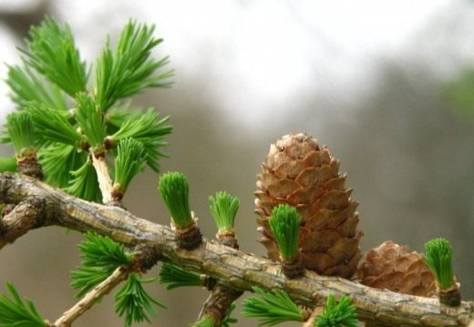 Лиственница (Larix)