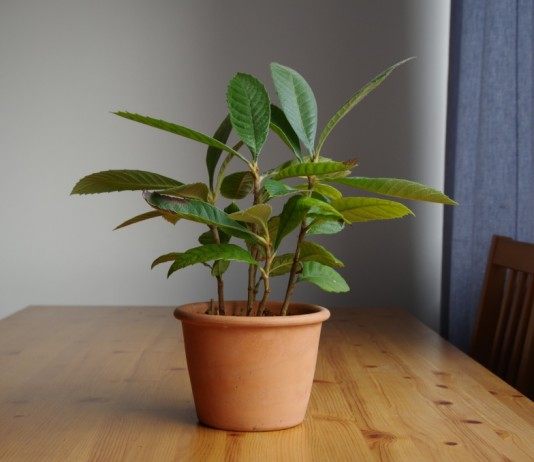 Сеянцы мишмулы