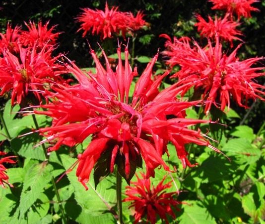 Монарда двойчатая (Monarda didyma)