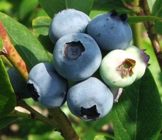 Голубика высокорослая - Ягодник Голубика высокорослая