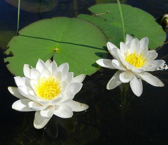 Кувшинка снежно-белая, или чистобелая, или белоснежная (Nymphaea candida)