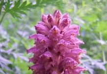 Заразиха эльзасская (Orobanche alsatica var. libanotidis)