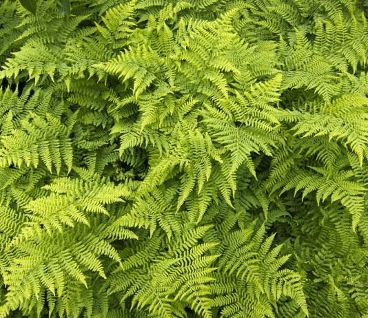 Рациональное использование Папоротников - Цветник и ландшафт Орляк обыкновенный (Pteridium aquilinum)