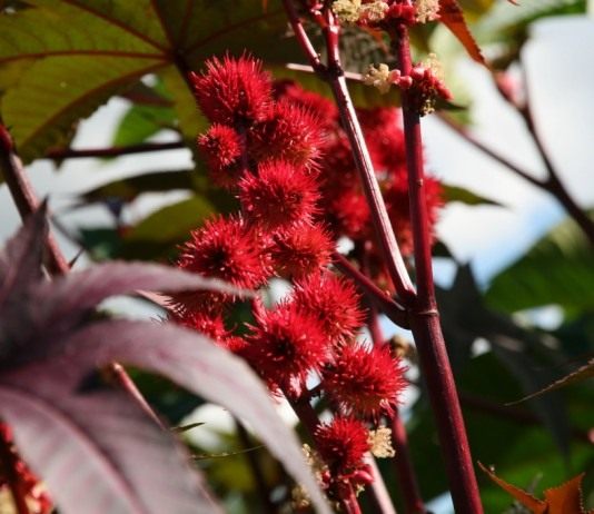 Клещевина обыкновенная плоды