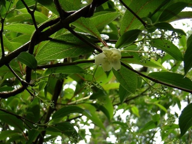 Лимонник (Schisandra)