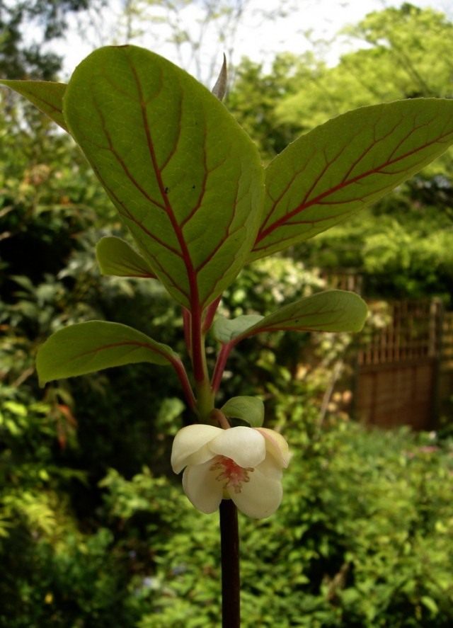 Лимонник (Schisandra)