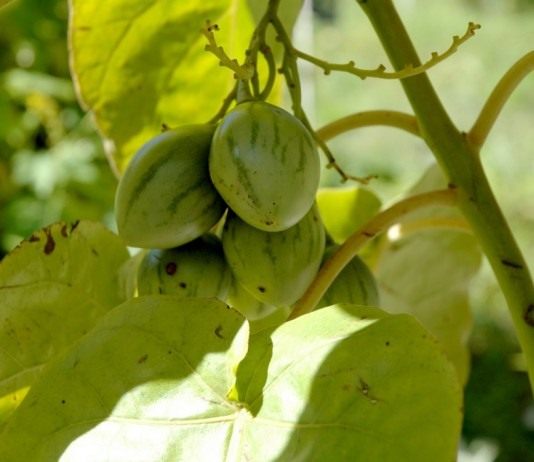 Гроздь неспелых плодов Тамарилло (Cyphomandra betacea)