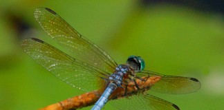 Стрекоза (Odonata)