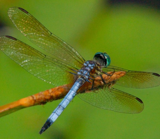 Стрекоза (Odonata)