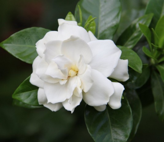 Величественная гардения - Красивоцветущие Величественная гардения