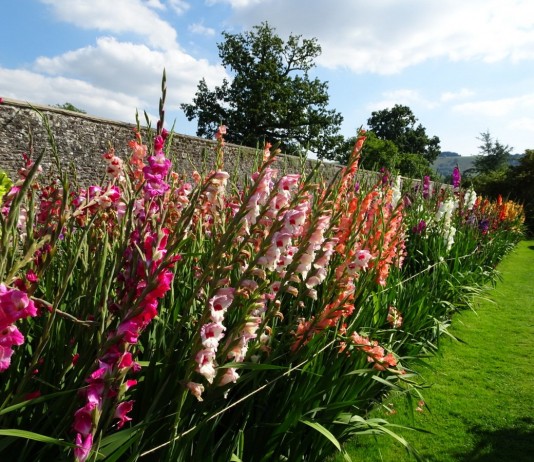 Гладиолус (Gladiolus)