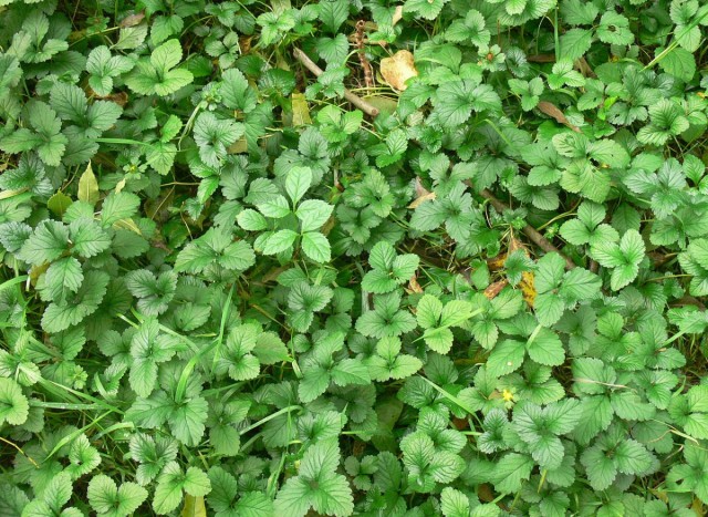 Лапчатка индийская (Potentilla indicа)