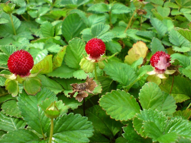 Лапчатка индийская (Potentilla indicа)