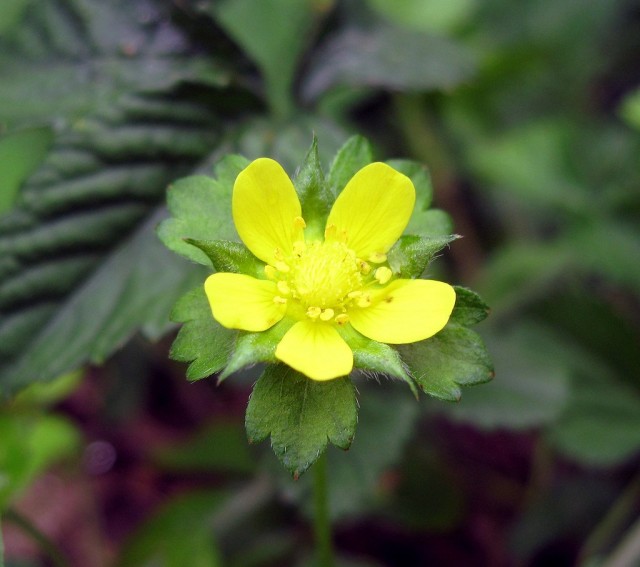 Лапчатка индийская (Potentilla indicа)
