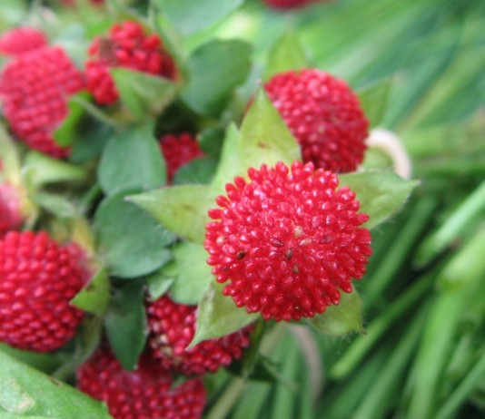 Лапчатка индийская (Potentilla indicа)