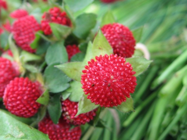 Лапчатка индийская (Potentilla indicа)