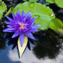 Голубая нимфея Nymphaea nouchali var. caerulea — пример теплолюбивой водяной лилии. Такие растения эффектны, но в средней полосе не зимуют в открытом пруду и требуют тёплого хранения. Голубая нимфея Nymphaea nouchali var. caerulea — пример теплолюбивой водяной лилии. Такие растения эффектны, но в средней полосе не зимуют в открытом пруду и требуют тёплого хранения.