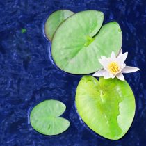 Белая кувшинка Nymphaea alba хорошо показывает строение растения: округлые плавающие листья с глубоким вырезом у основания и цветок с рядами белых лепестков, сходящихся к жёлтой середине. Белая кувшинка Nymphaea alba хорошо показывает строение растения: округлые плавающие листья с глубоким вырезом у основания и цветок с рядами белых лепестков, сходящихся к жёлтой середине.
