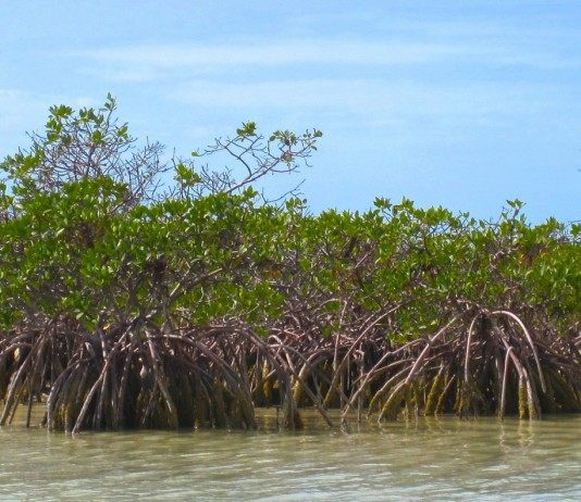 Мангровые заросли