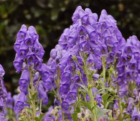 Борец клобучковый, или Аконит клобучковый сорт «Ньюри Блю» (Aconitum napellus 'Newry Blue')
