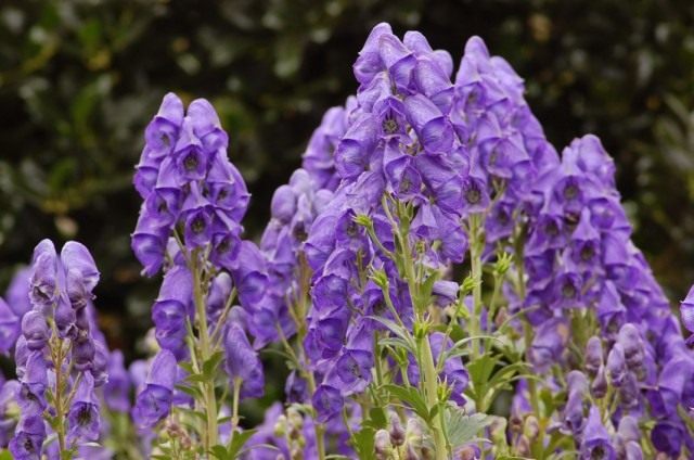 Борец клобучковый, или Аконит клобучковый сорт «Ньюри Блю» (Aconitum napellus 'Newry Blue') Борец клобучковый, или Аконит клобучковый сорт «Ньюри Блю» (Aconitum napellus 'Newry Blue')