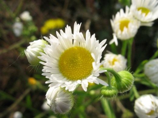 Chamomile