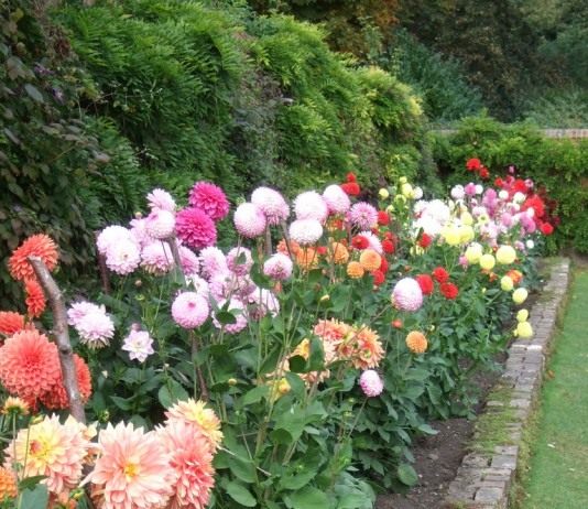 Георгины (Dahlias)