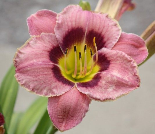 Лилейник (Hemerocallis)