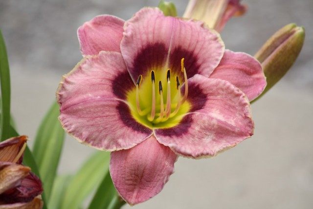 Лилейник (Hemerocallis)