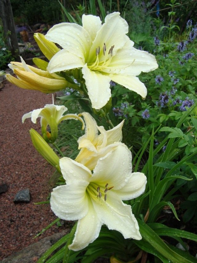 Лилейник (Hemerocallis)