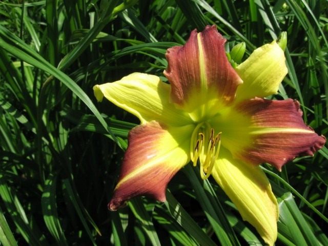Лилейник (Hemerocallis)