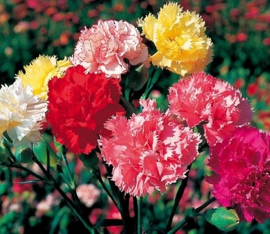 Гвоздики садовые группы Шабо (Dianthus caryophyllus var. chabaud)