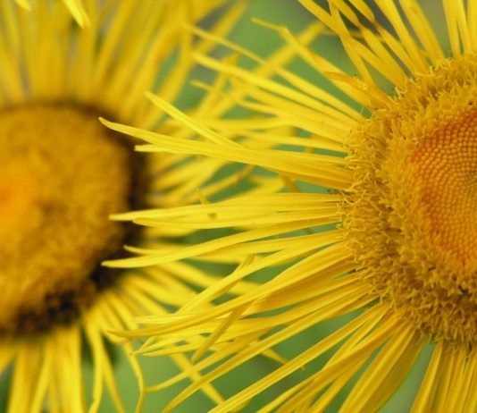 Девясил высокий